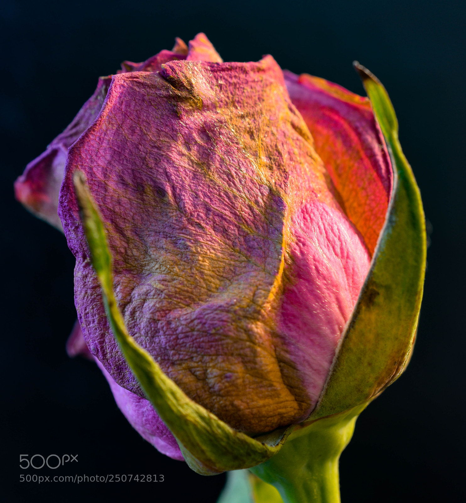 Nikon D3200 sample photo. Fading rose on black photography