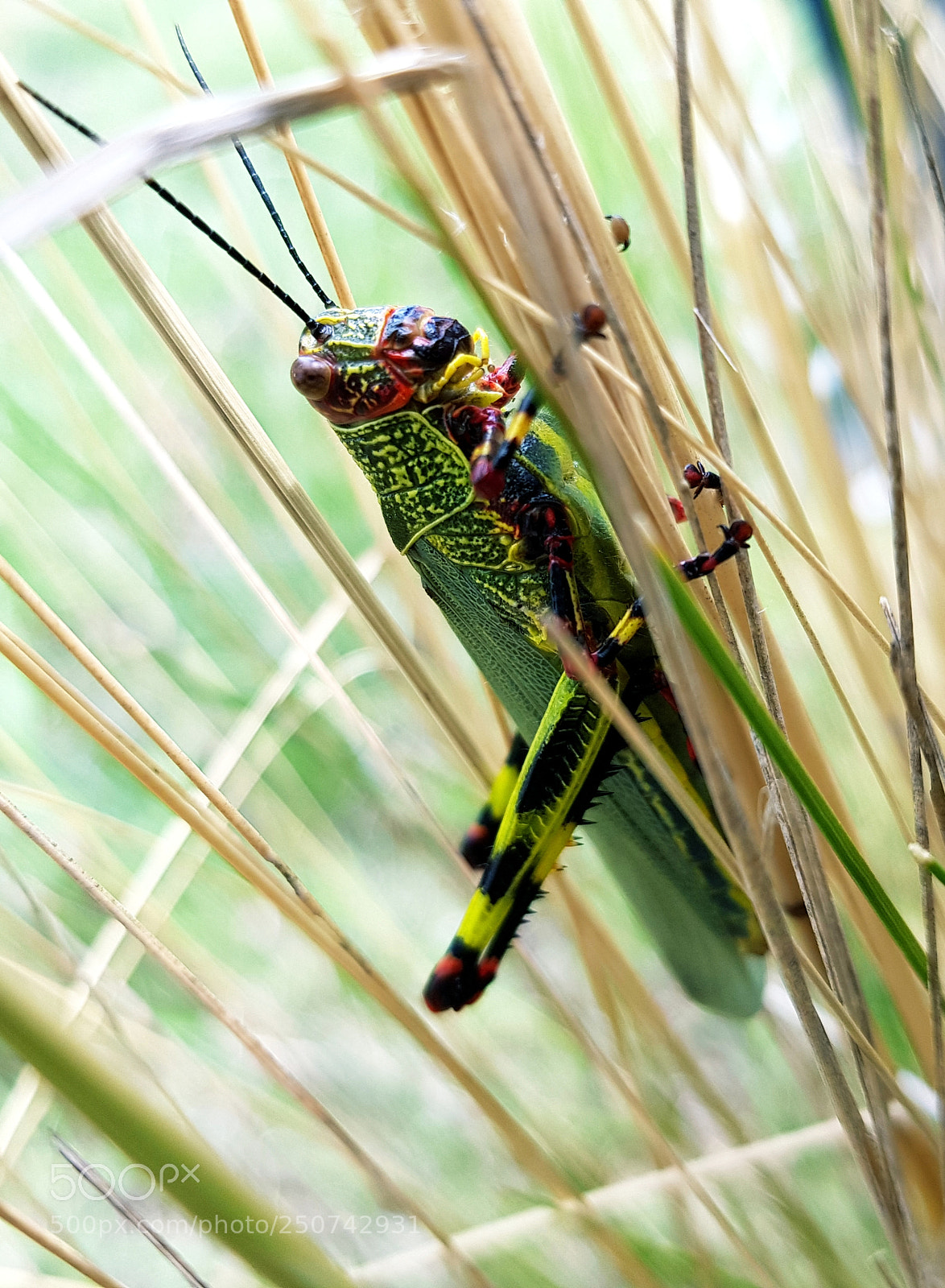 Samsung Galaxy S8+ sample photo. Jump insect photography