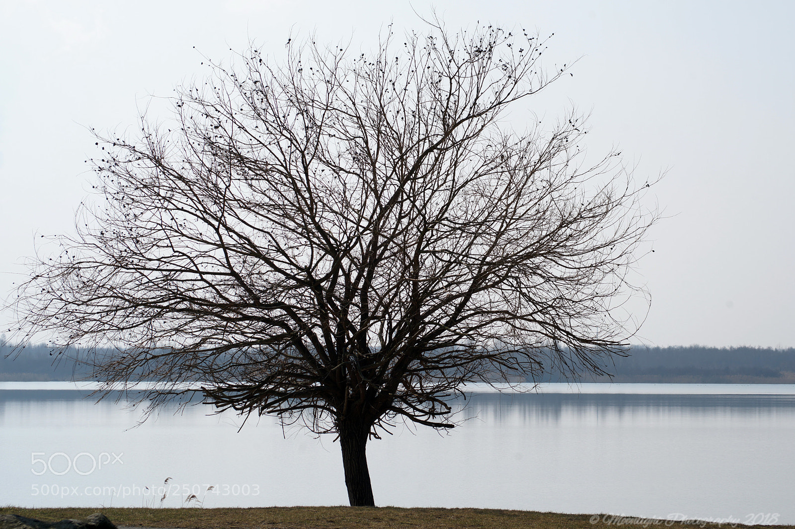 Sony SLT-A99V sample photo. Baum photography