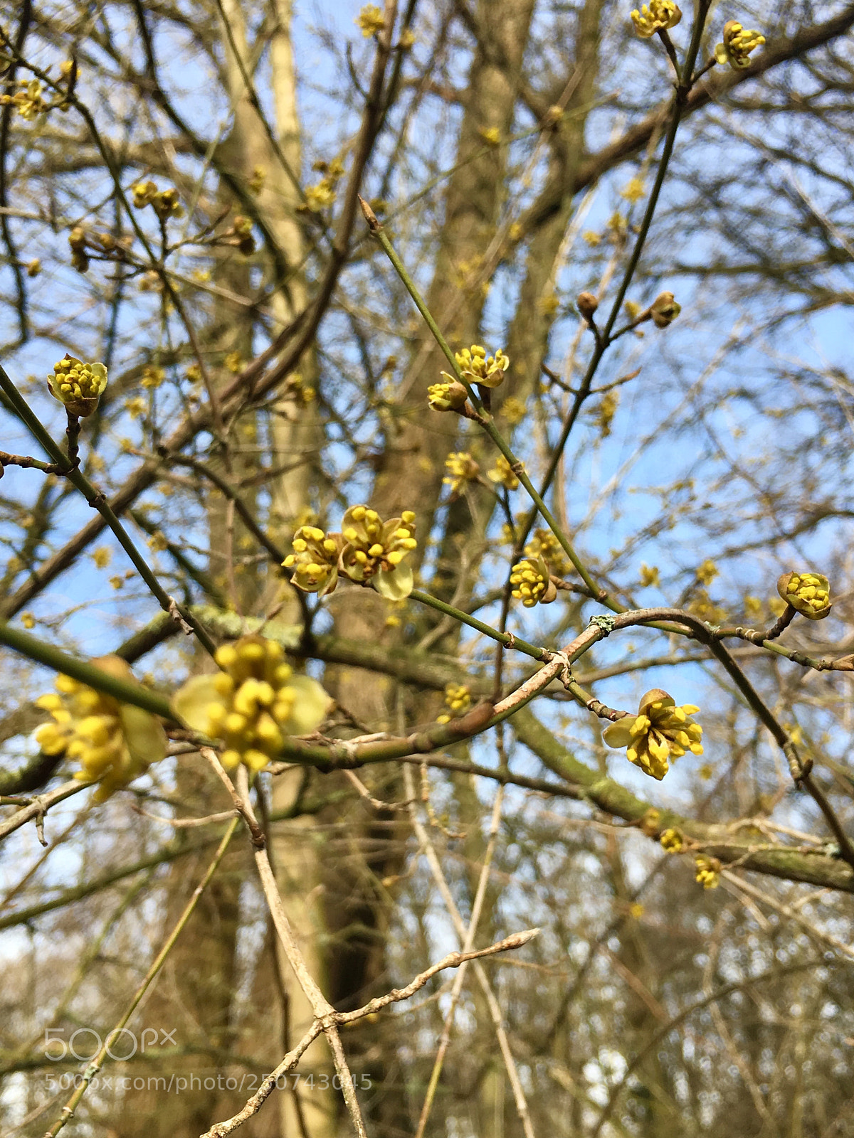 Apple iPhone 6s sample photo. Heralds of spring photography