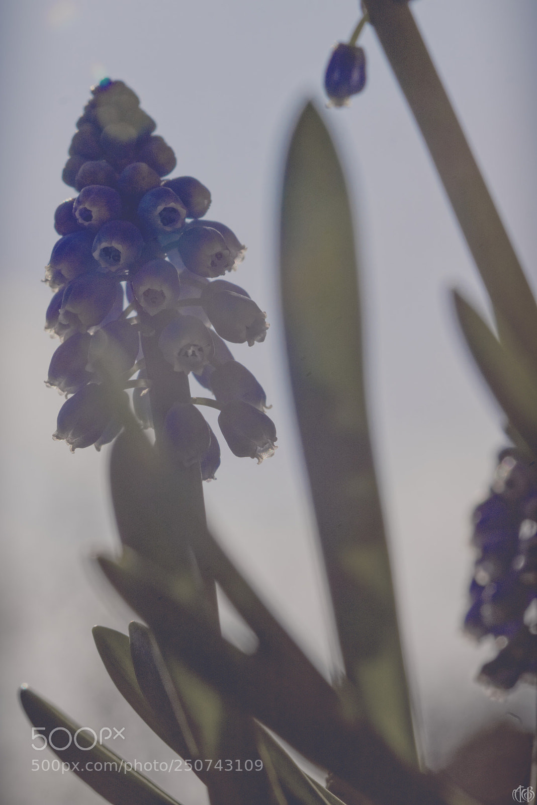 Canon EOS 750D (EOS Rebel T6i / EOS Kiss X8i) sample photo. Muscari in sunlight photography