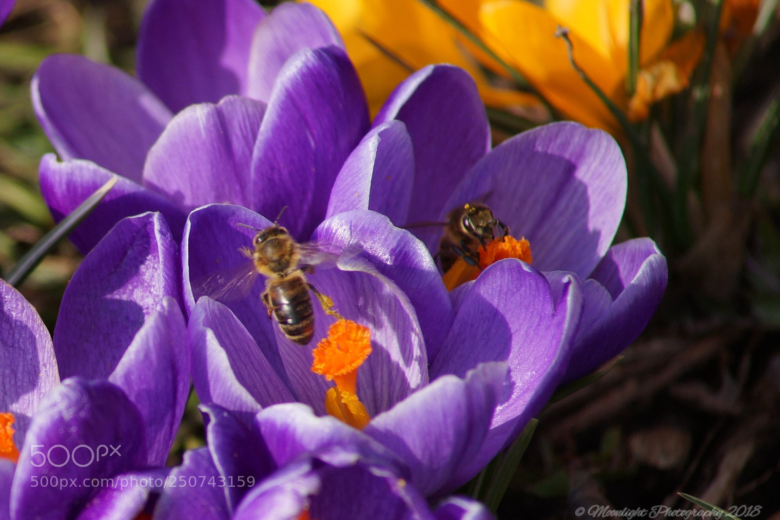 Sony SLT-A99V sample photo. Bienchen photography