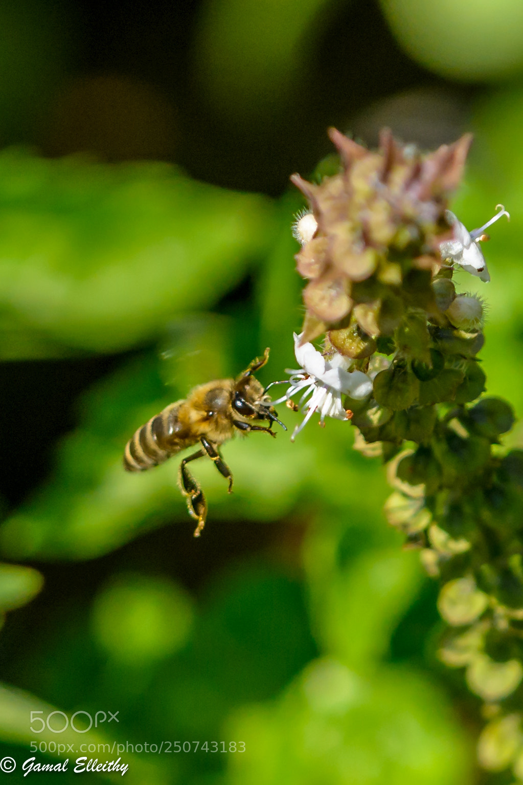 Nikon D7100 sample photo. Bee photography