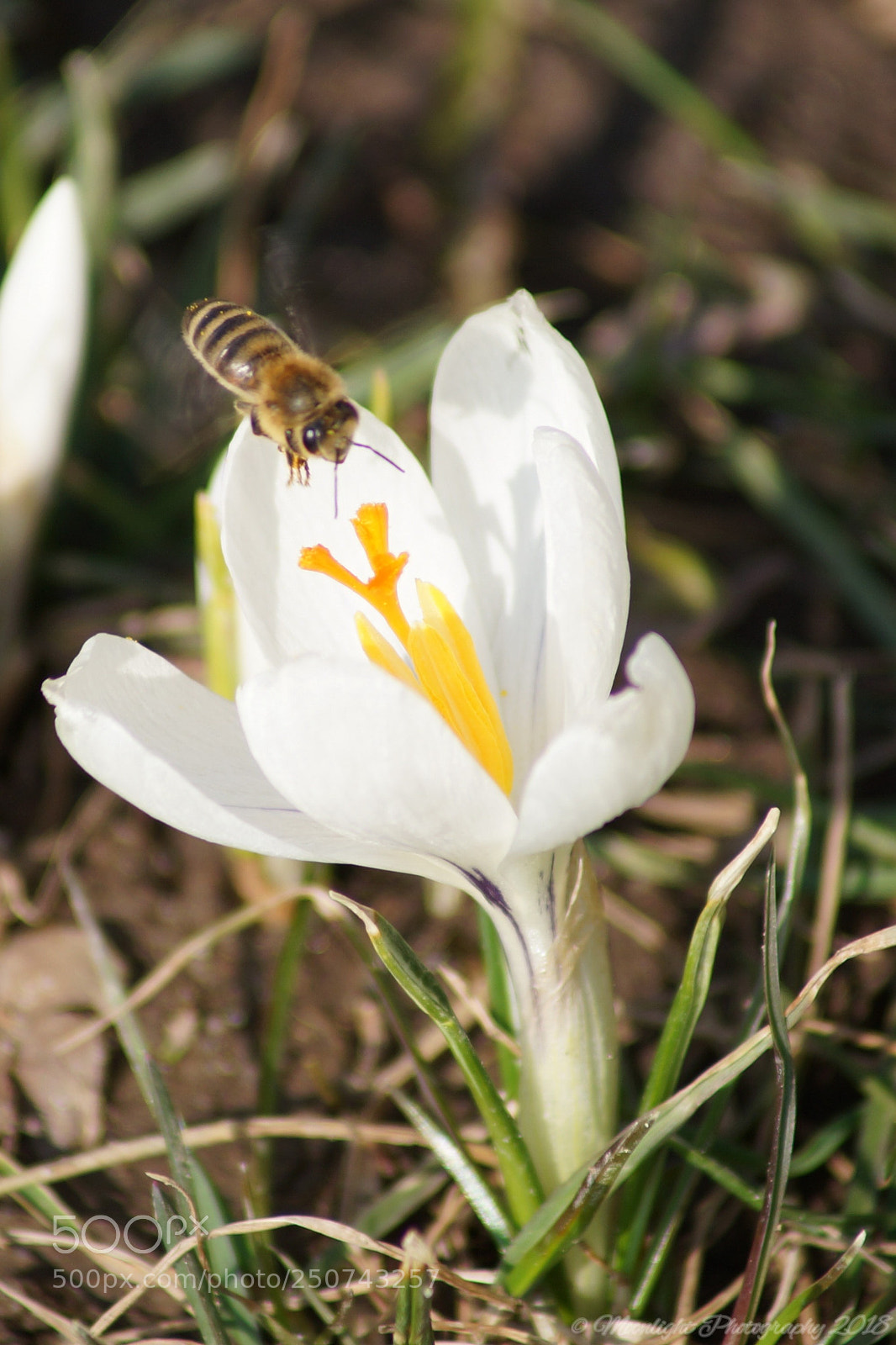 Sony SLT-A99V sample photo. Bienchen photography