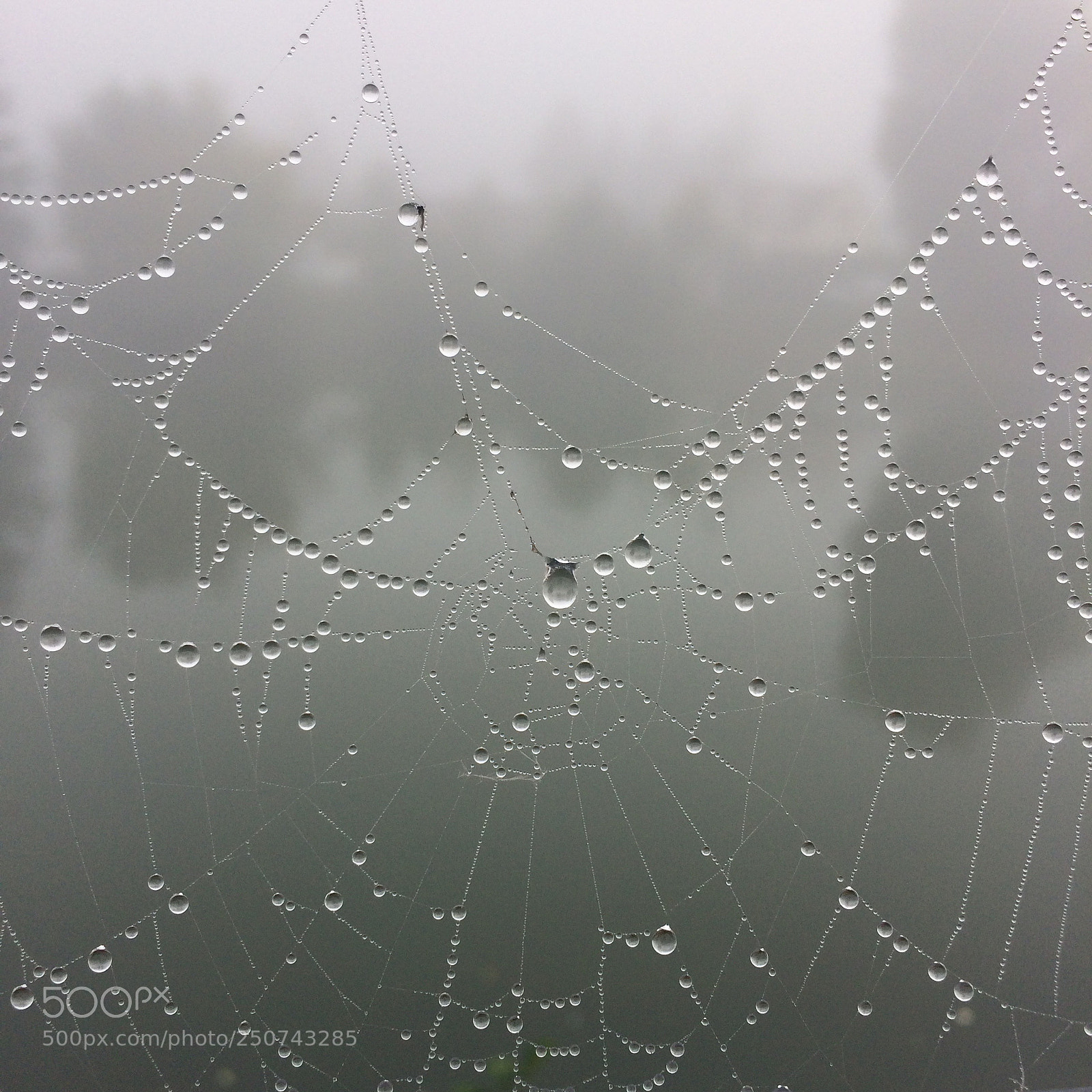 Apple iPhone 5s sample photo. Spider web photography