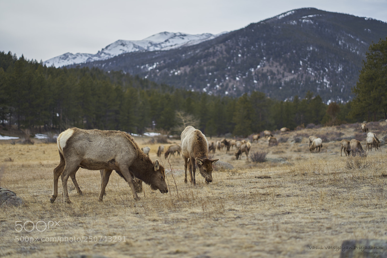 Sony a7 II sample photo. Wildlife photography