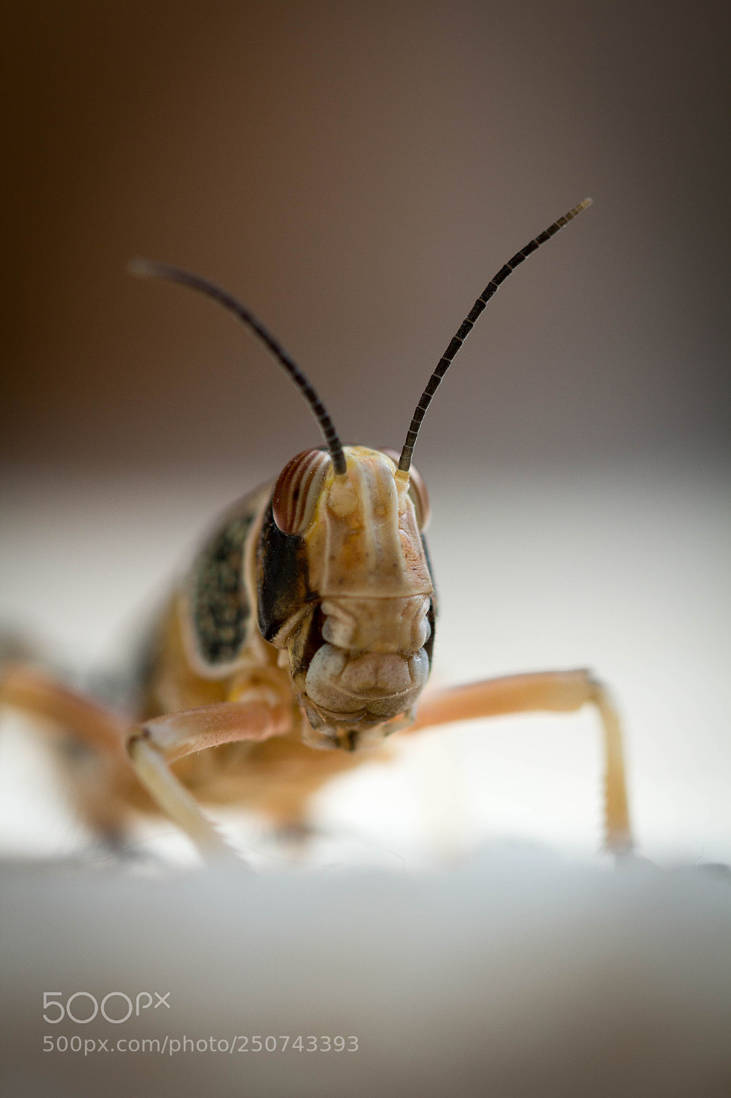 Canon EOS 60D sample photo. Subadult photography