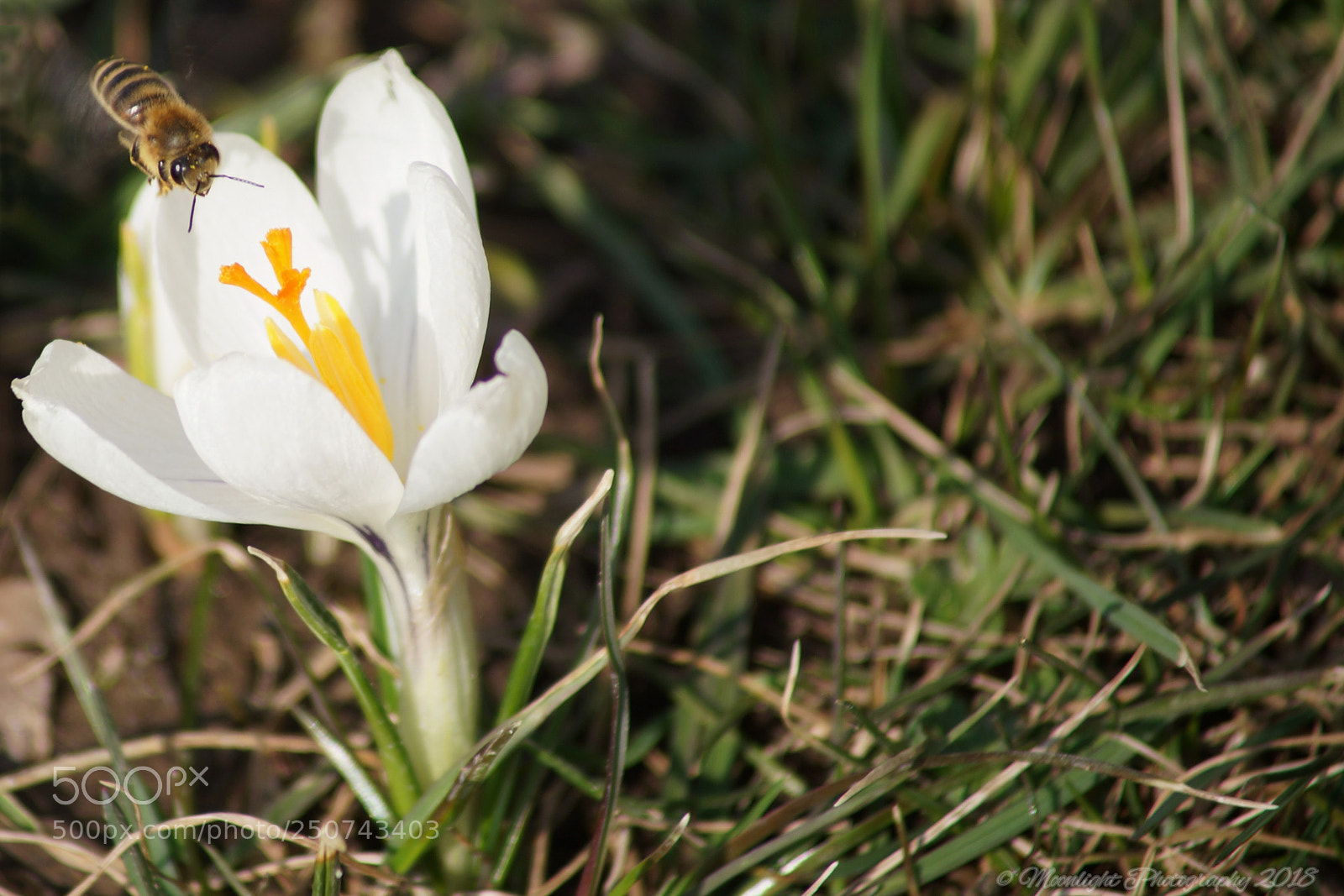 Sony SLT-A99V sample photo. Bienchen photography