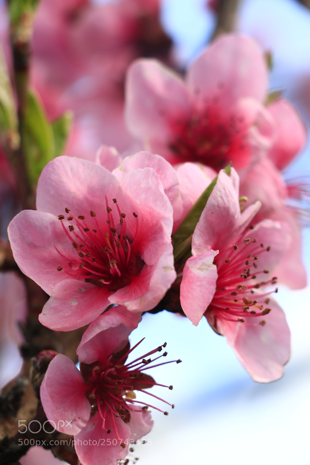 Canon EOS 70D sample photo. Untitled photography