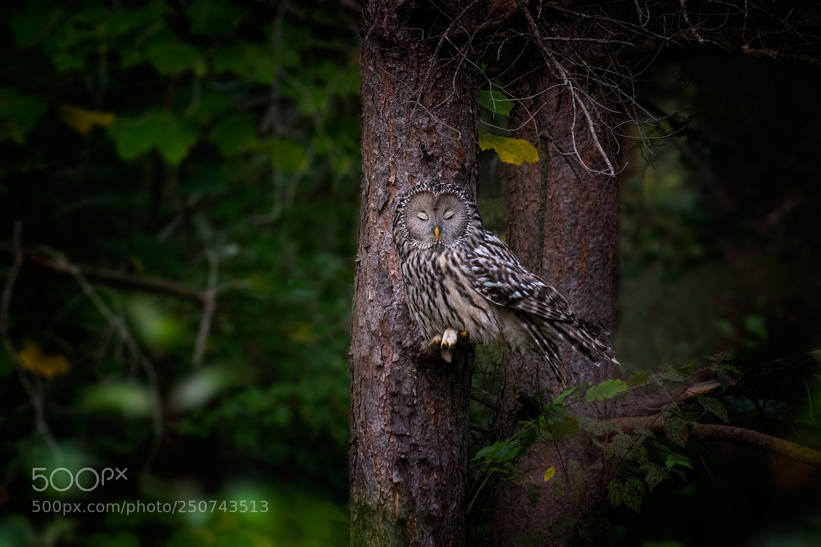 Nikon D7100 sample photo. Ural owl photography