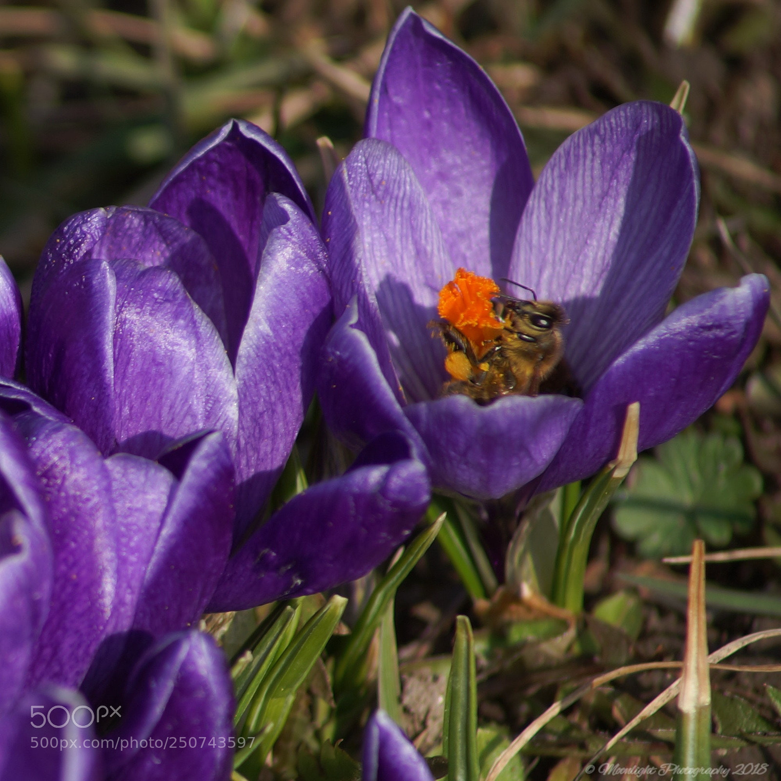 Sony SLT-A99V sample photo. Biene photography