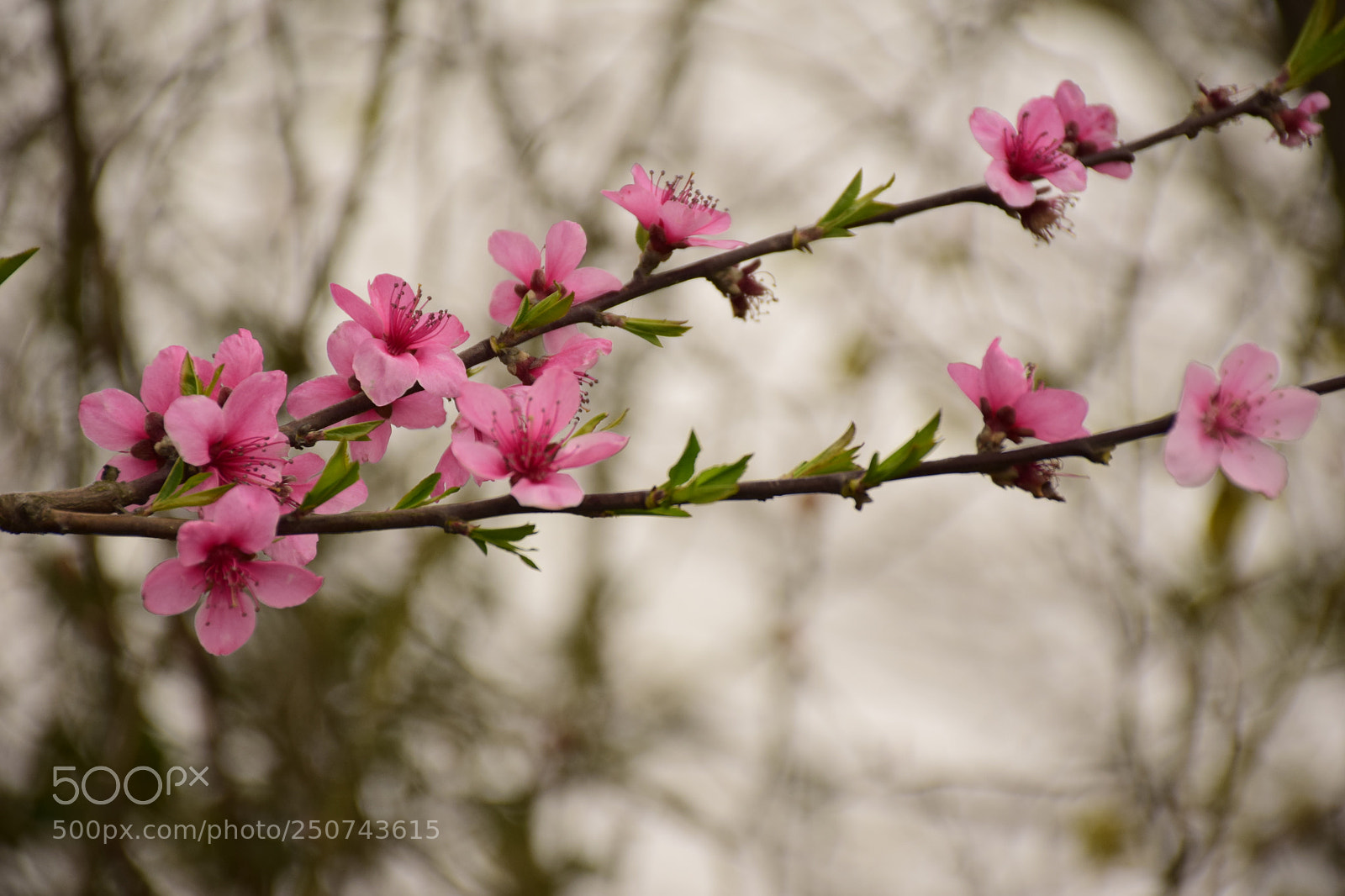 Nikon D5300 sample photo. Spring photography