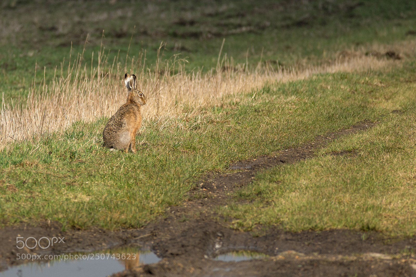 Nikon D7200 sample photo. European hare photography