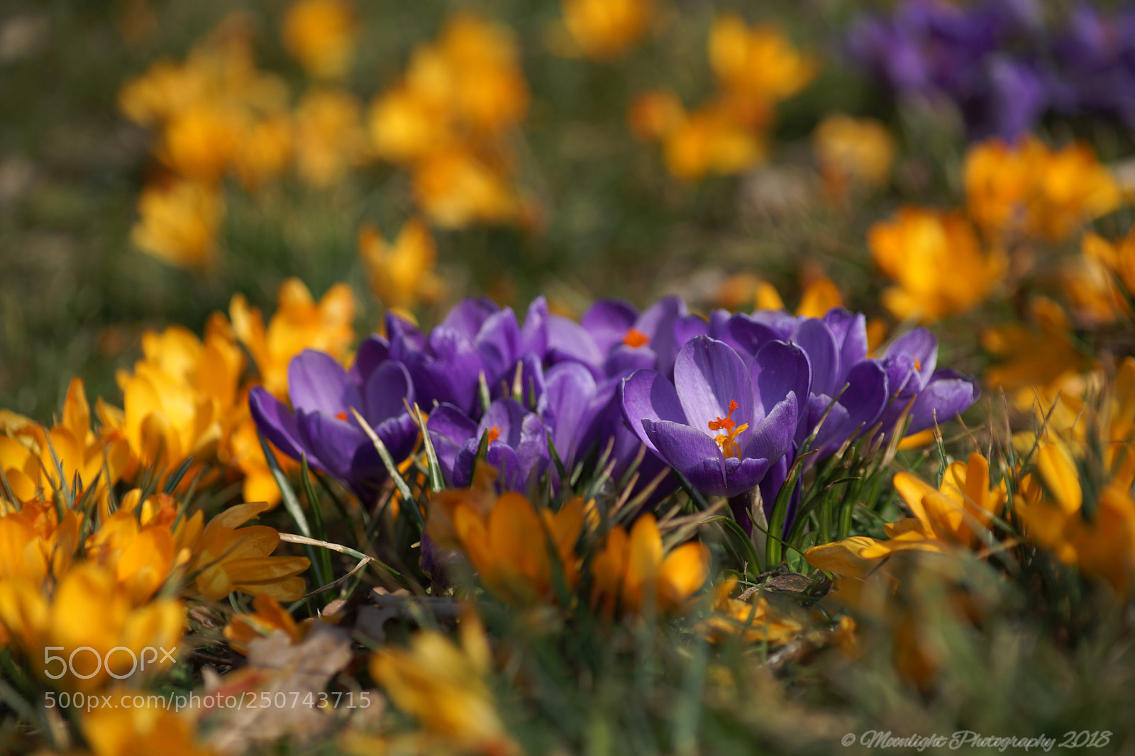 Sony SLT-A99V sample photo. Frühling photography