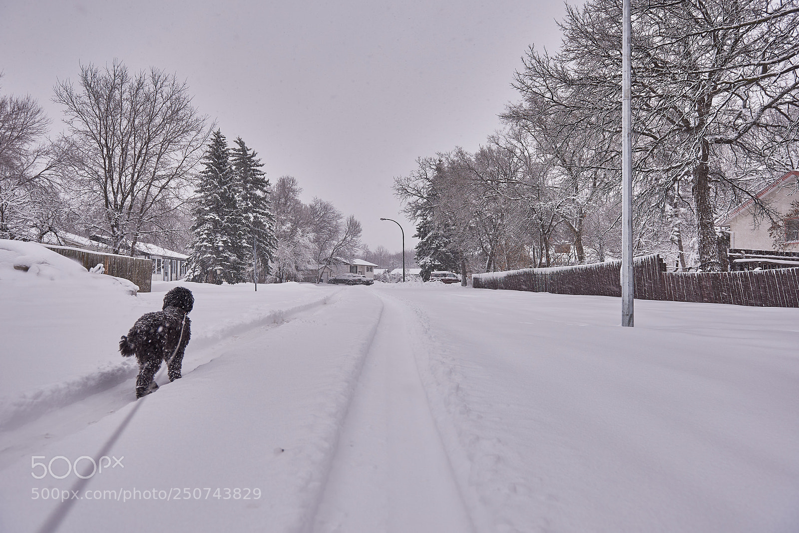 Nikon D610 sample photo. Winter dog walk photography