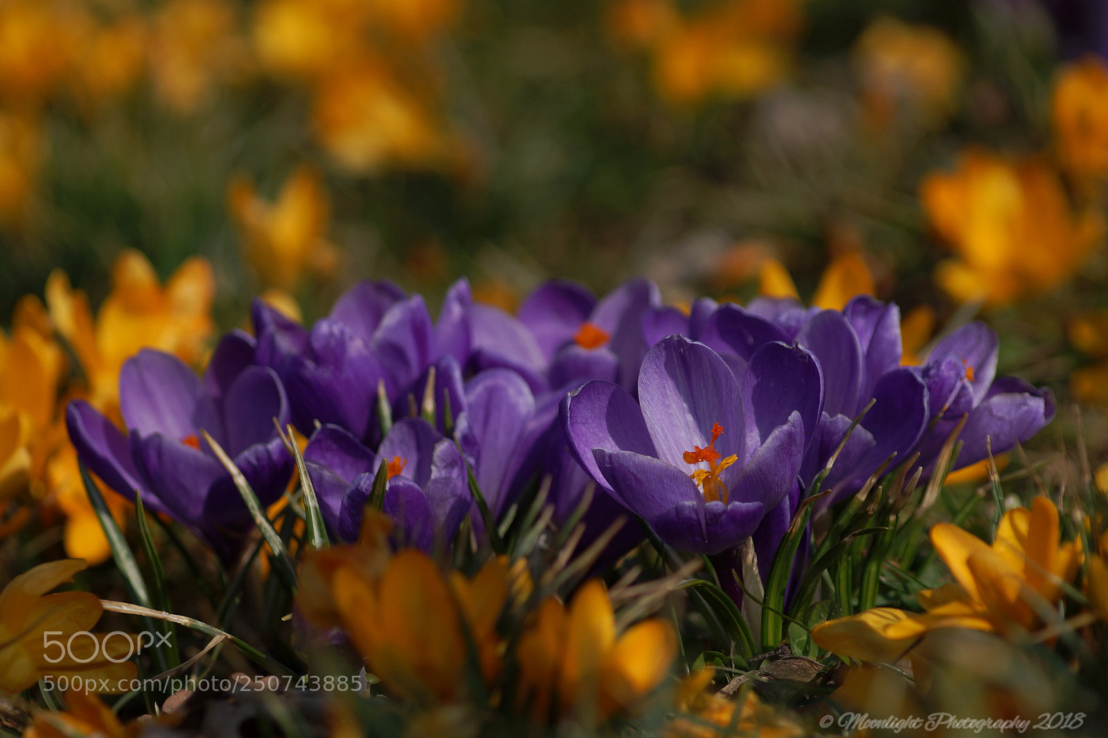 Sony SLT-A99V sample photo. Frühling photography