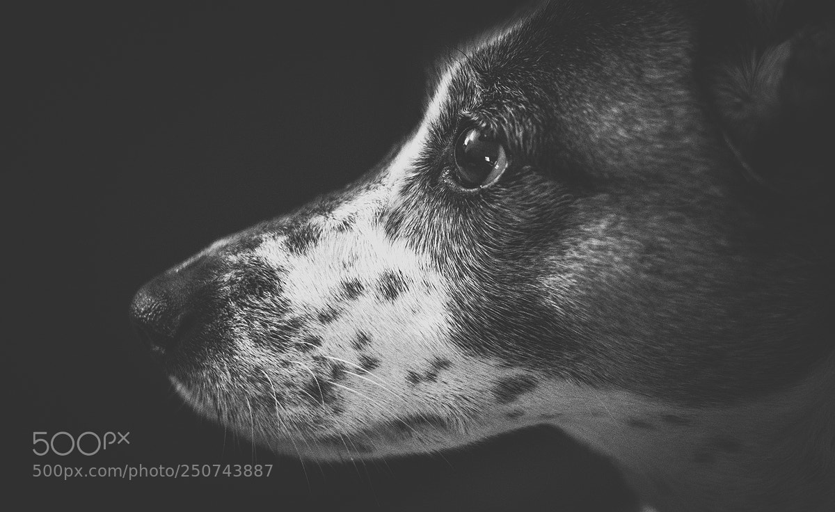Fujifilm X-T20 sample photo. Frida photography