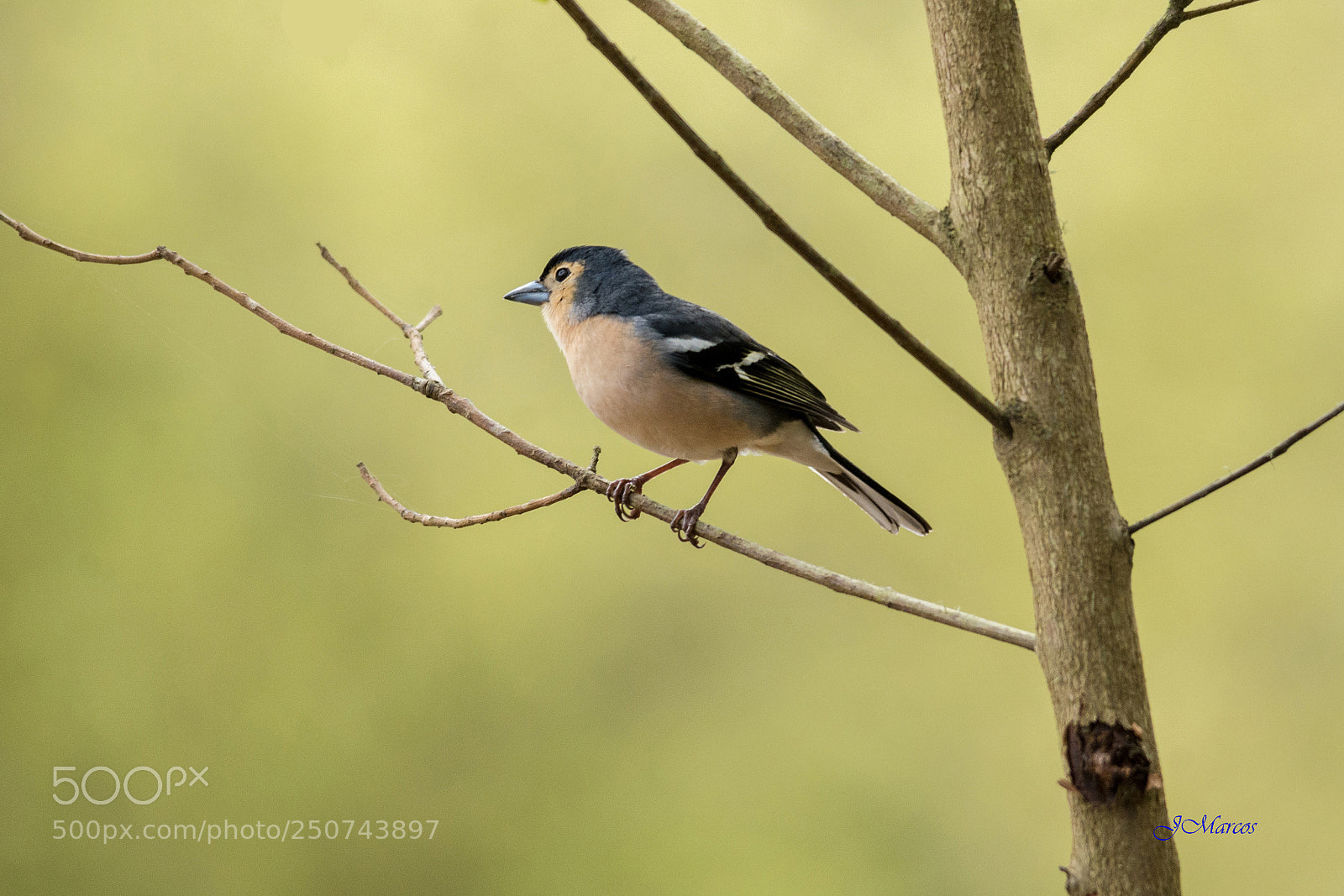 Nikon D7100 sample photo. Chaffinch photography