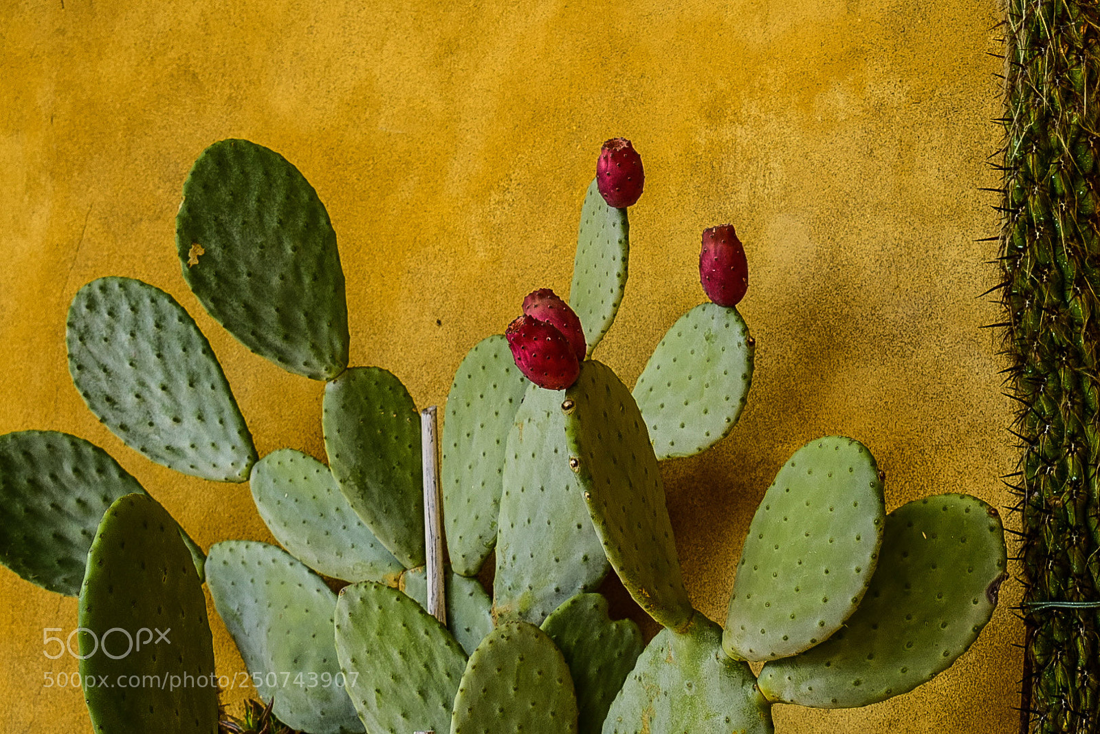 Nikon D5300 sample photo. Fichi d'india photography