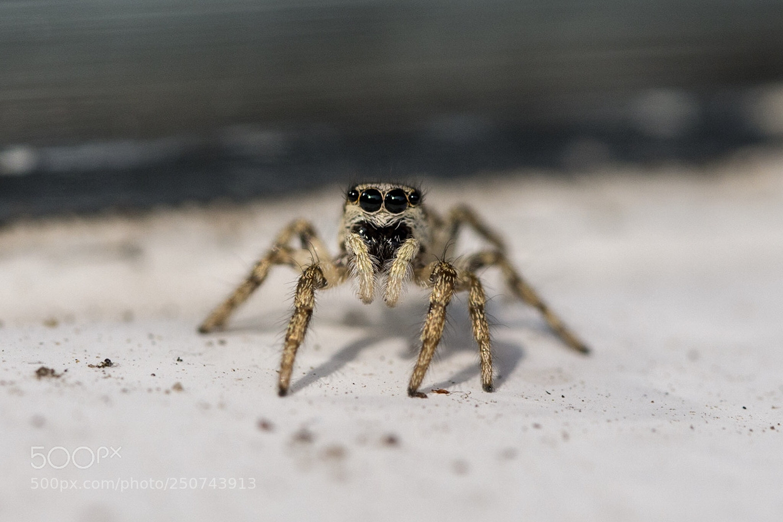 Nikon D7200 sample photo. Jumping spider photography