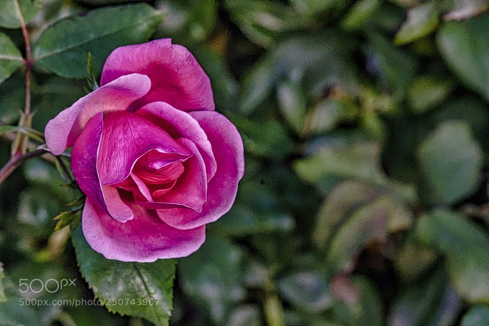 Sony a9 sample photo. Clevelandic rose photography