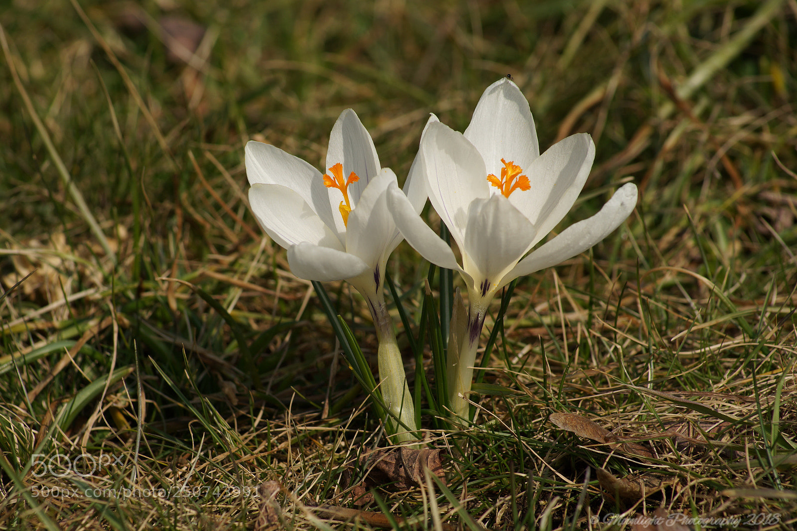 Sony SLT-A99V sample photo. Krokusse photography