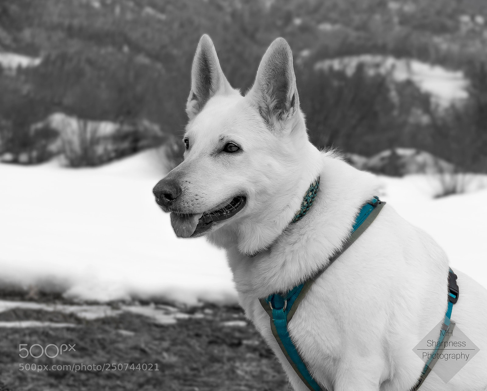 Canon EOS 600D (Rebel EOS T3i / EOS Kiss X5) sample photo. White_shepherd_1 photography