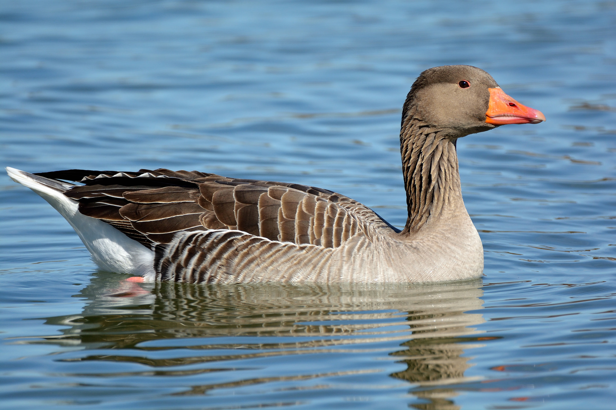 Nikon D5200 + Sigma 150-600mm F5-6.3 DG OS HSM | C sample photo. Fauna acuática en las lagunas de villafáfila photography