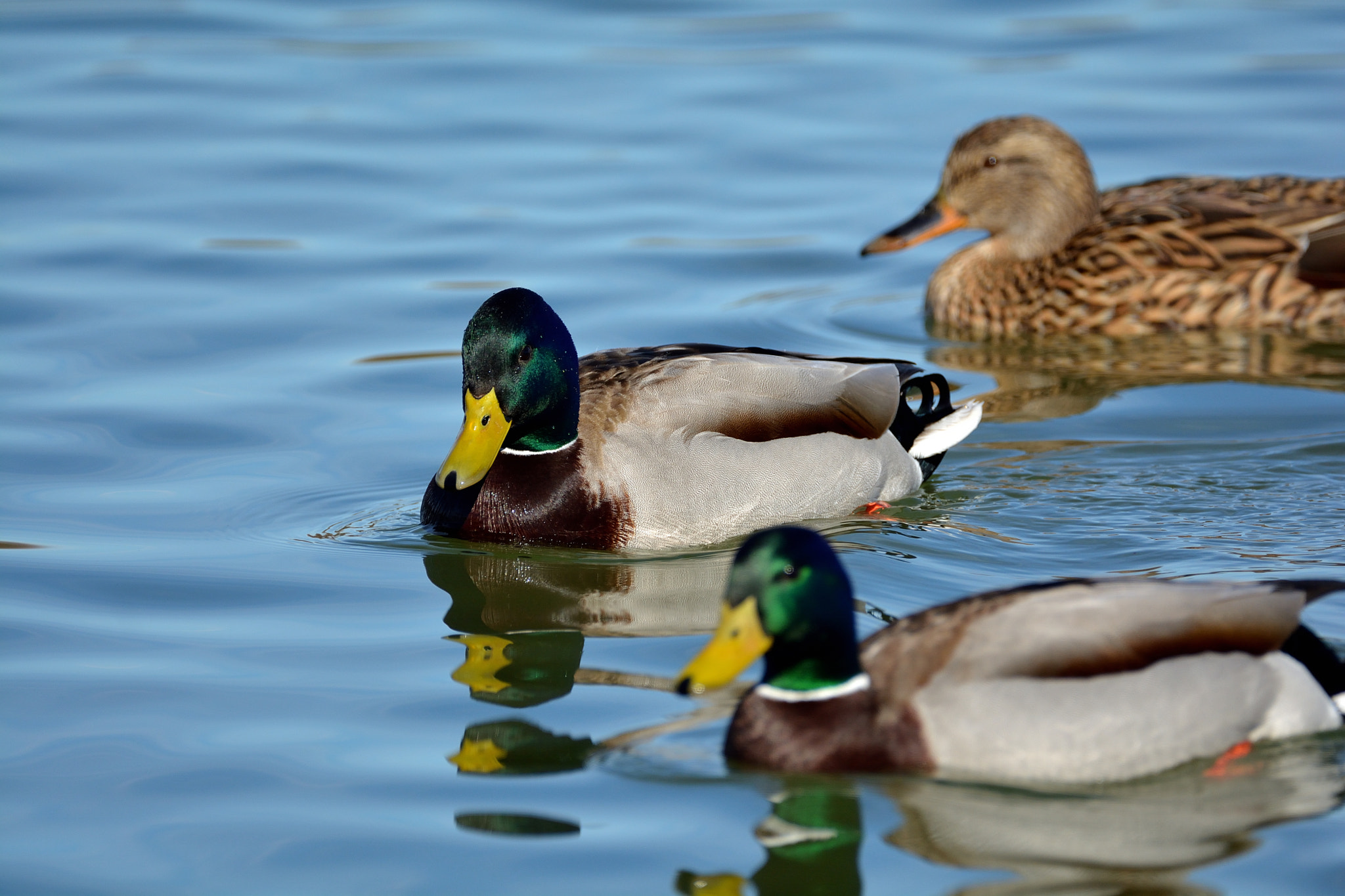 Nikon D5200 + Sigma 150-600mm F5-6.3 DG OS HSM | C sample photo. Fauna acuática en las lagunas de villafáfila photography