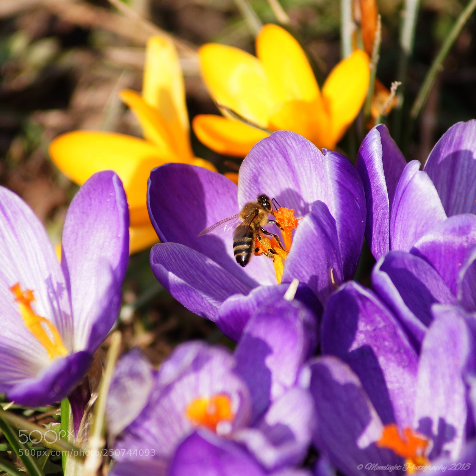 Sony SLT-A99V sample photo. Bienchen photography