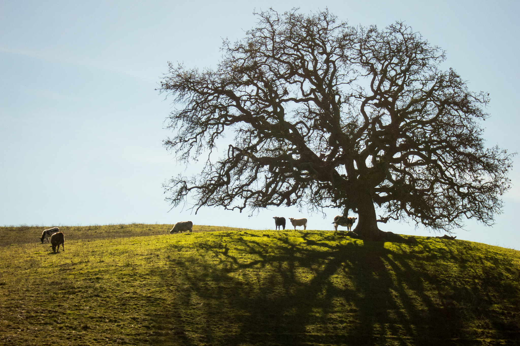 Canon PowerShot S100 sample photo. Green pastures photography