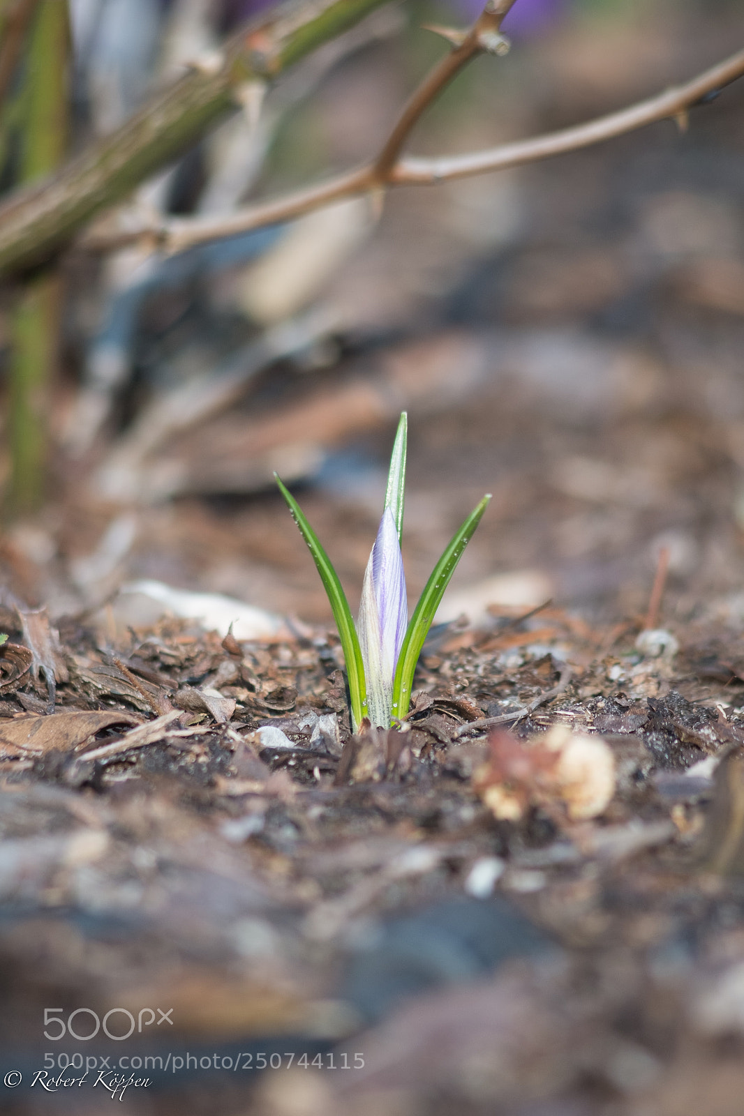 Fujifilm X-Pro1 sample photo. Flower photography