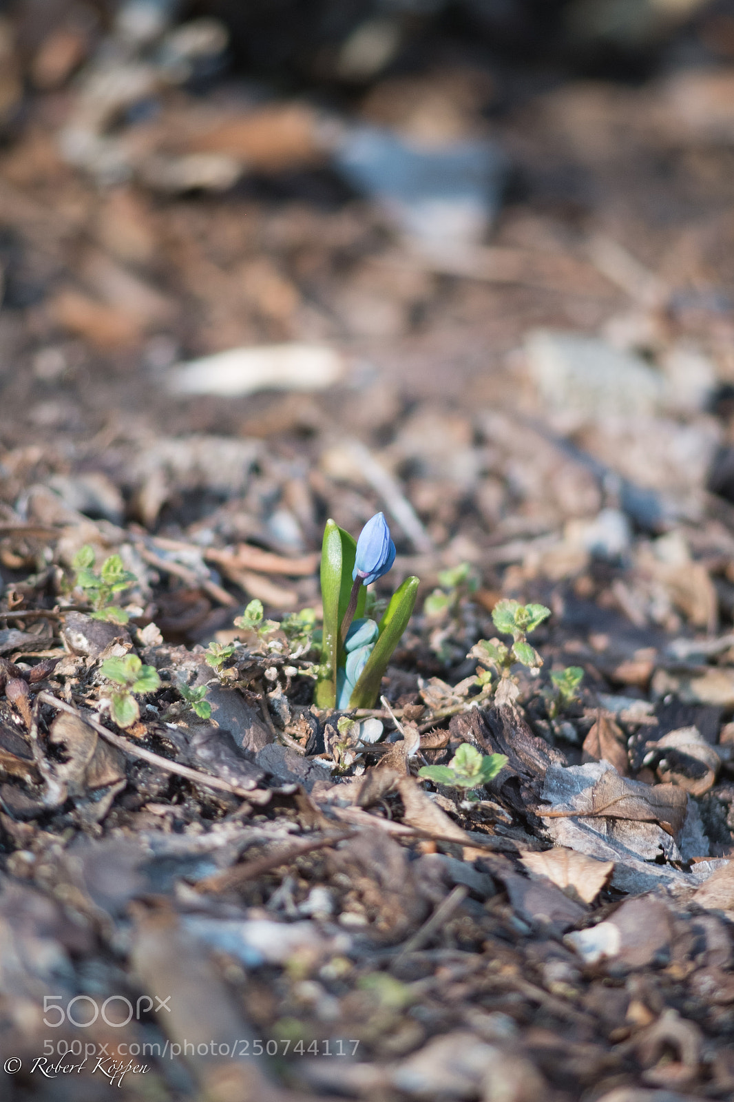 Fujifilm X-Pro1 sample photo. Flower photography