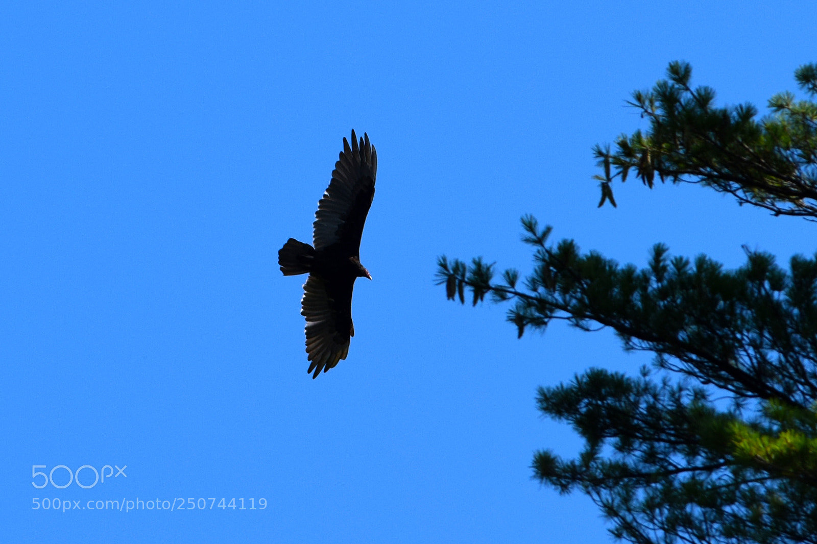 Nikon D3300 sample photo. Eagle photography