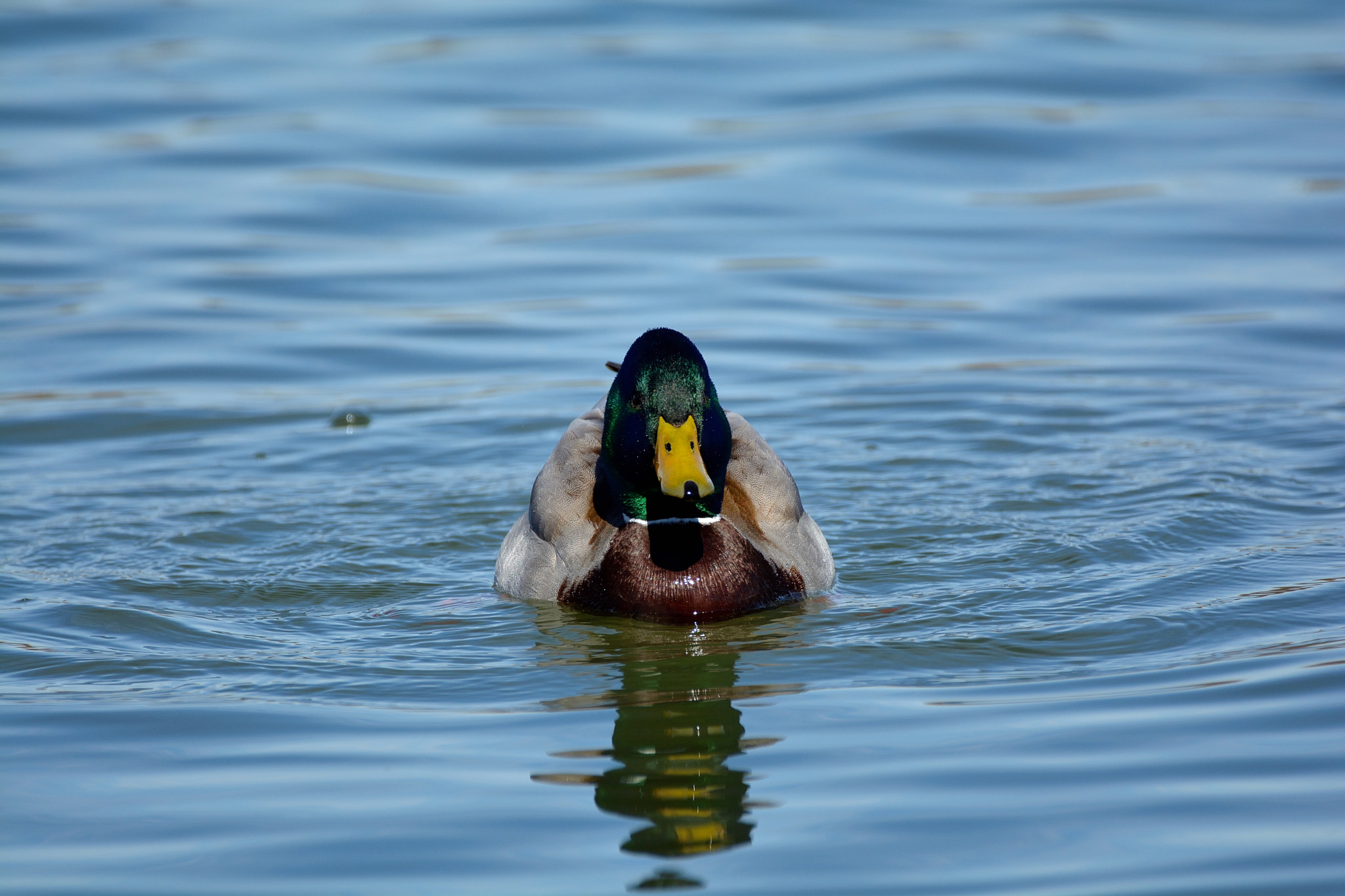 Nikon D5200 + Sigma 150-600mm F5-6.3 DG OS HSM | C sample photo. Fauna acuática en las lagunas de villafáfila photography