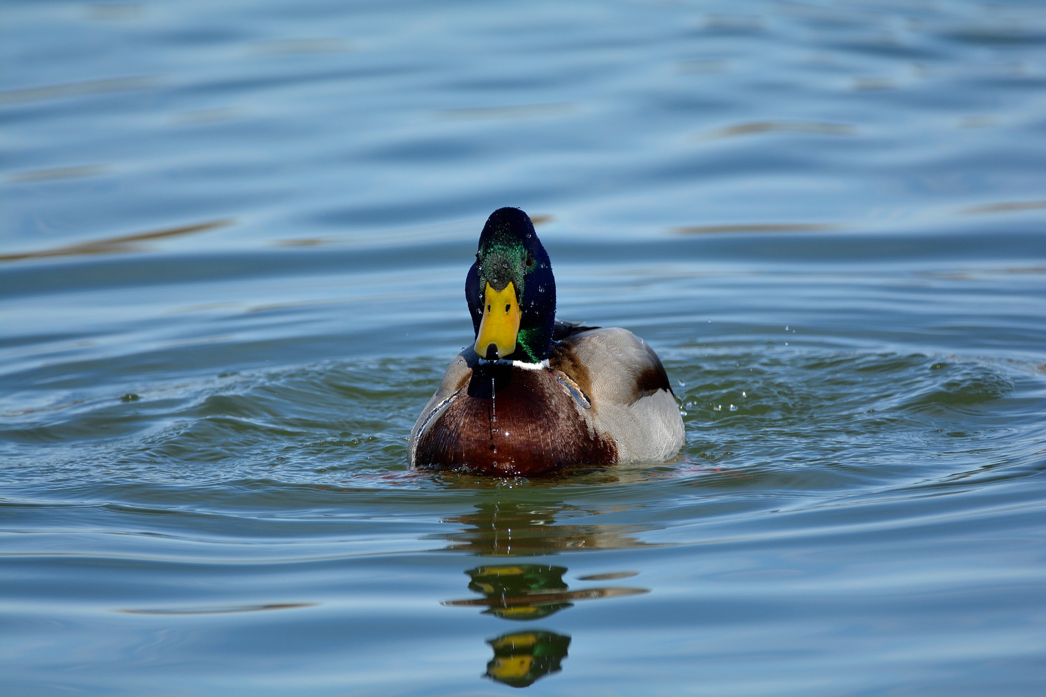 Nikon D5200 + Sigma 150-600mm F5-6.3 DG OS HSM | C sample photo. Fauna acuática en las lagunas de villafáfila photography