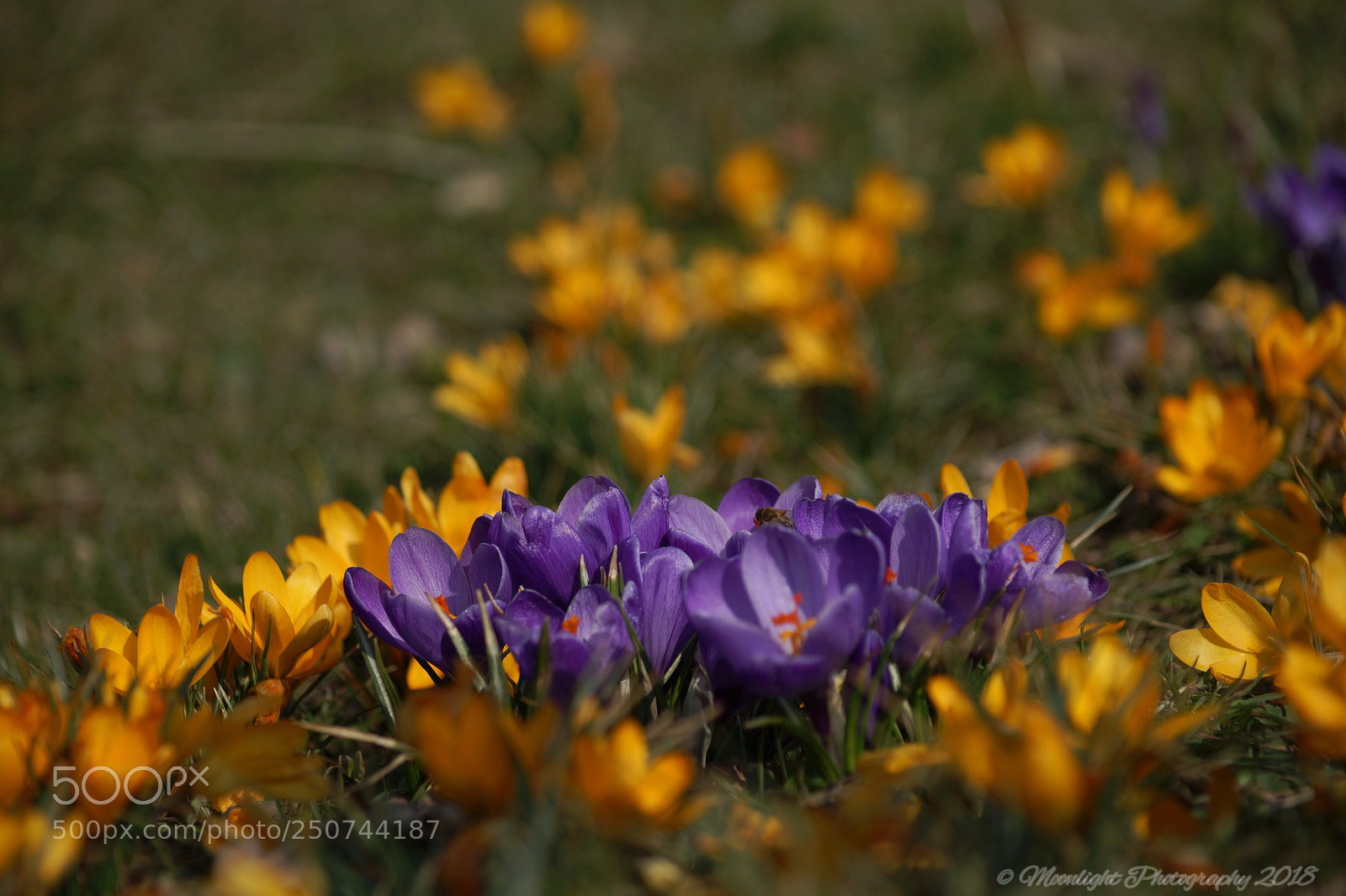 Sony SLT-A99V sample photo. Wiese photography