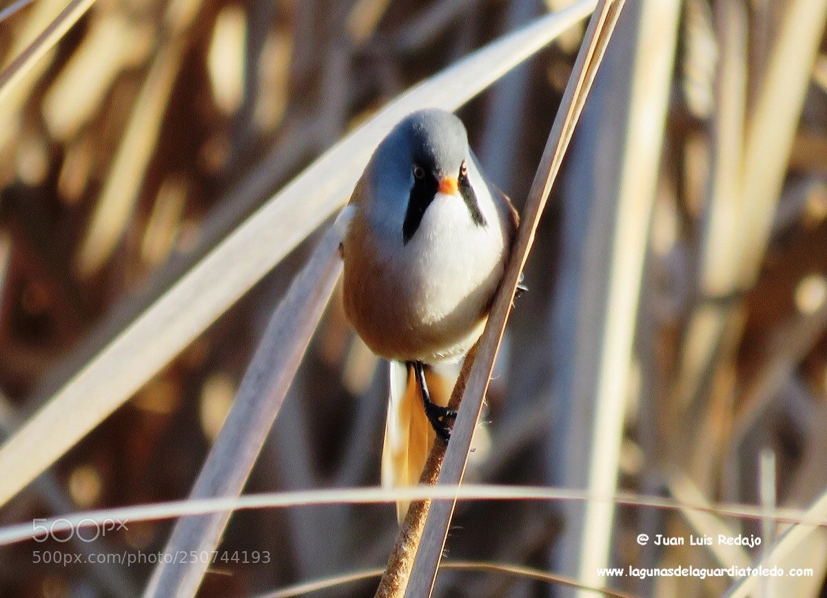 Canon PowerShot SX60 HS sample photo. Panurus biarmicus photography