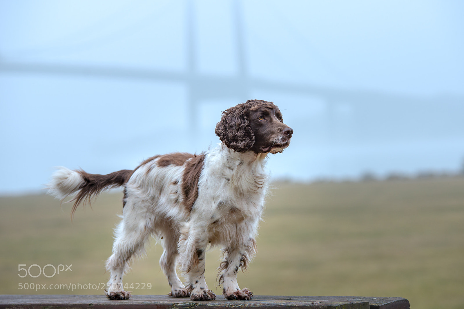 Nikon D800 sample photo. In the fog photography