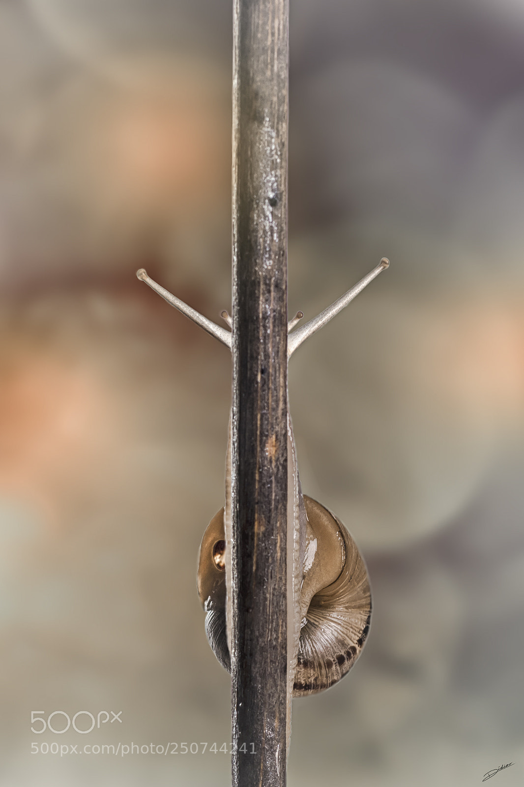 Nikon D5500 sample photo. *** snail *** photography