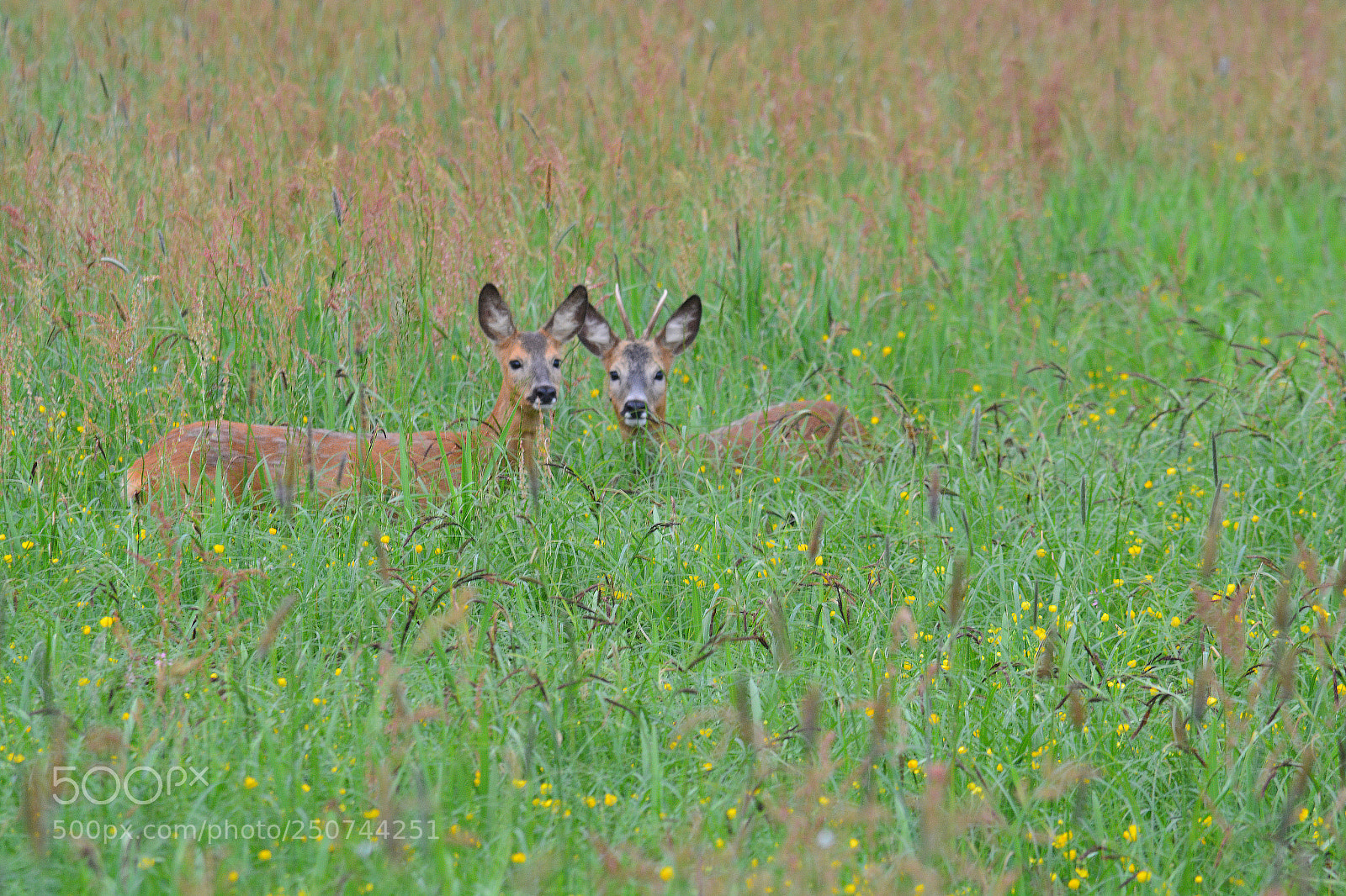 Nikon D5200 sample photo. Rehe photography