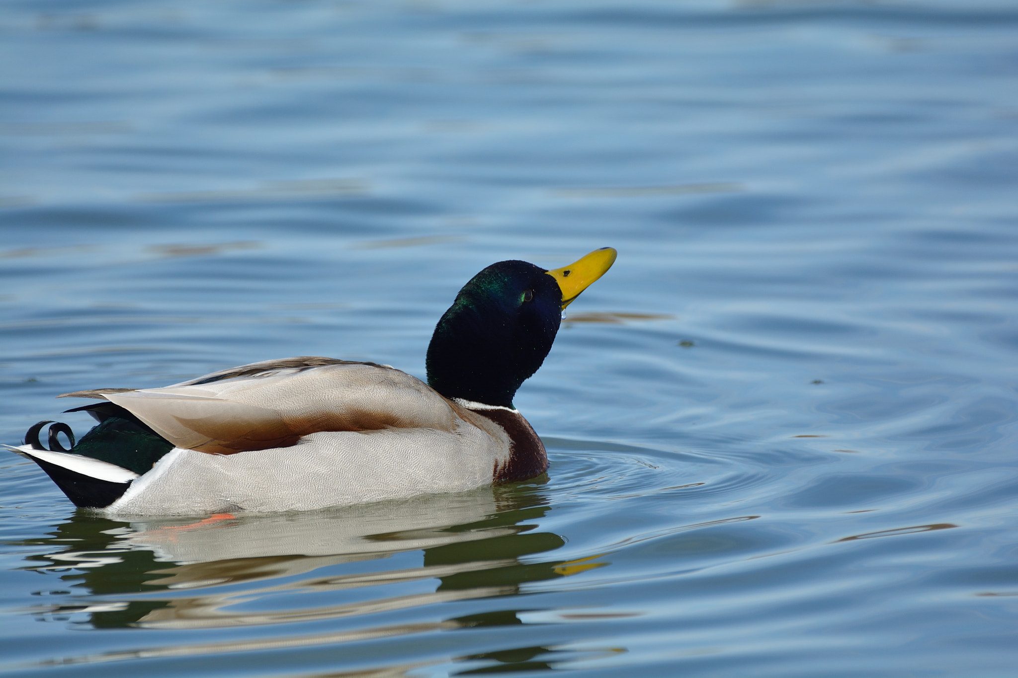 Nikon D5200 + Sigma 150-600mm F5-6.3 DG OS HSM | C sample photo. Fauna acuática en las lagunas de villafáfila photography