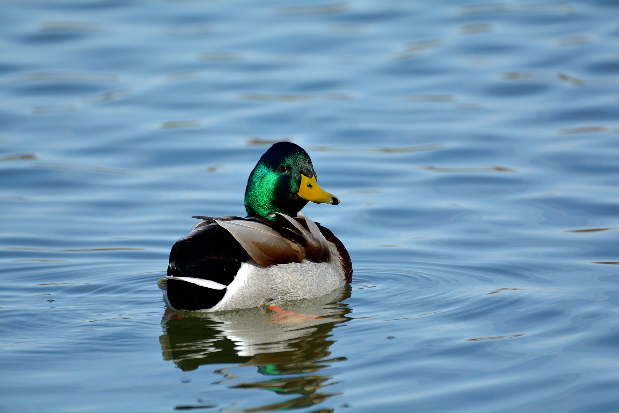 Nikon D5200 + Sigma 150-600mm F5-6.3 DG OS HSM | C sample photo. Fauna acuática en las lagunas de villafáfila photography