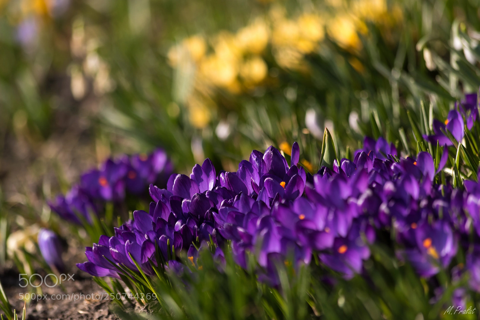 Nikon D5600 sample photo. Crocuses photography