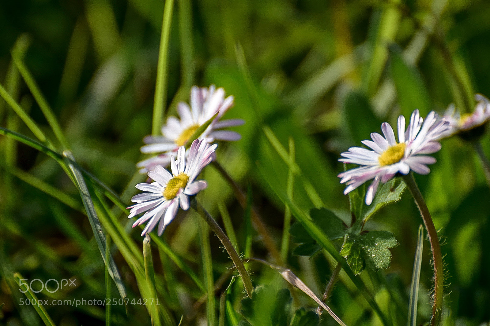 Nikon D5300 sample photo. Margherite photography