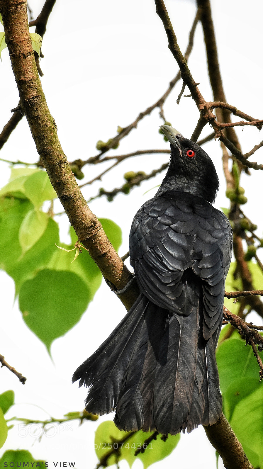 Nikon D7200 sample photo. Fan-tail photography