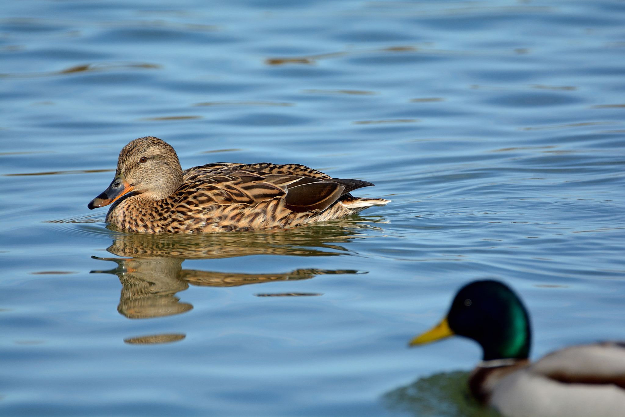 Nikon D5200 + Sigma 150-600mm F5-6.3 DG OS HSM | C sample photo. Fauna acuática en las lagunas de villafáfila photography