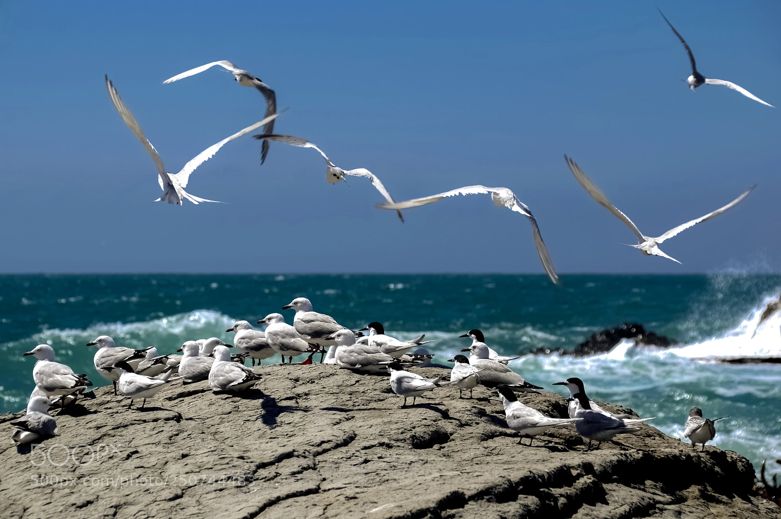 Pentax K-3 II sample photo. Bird market photography