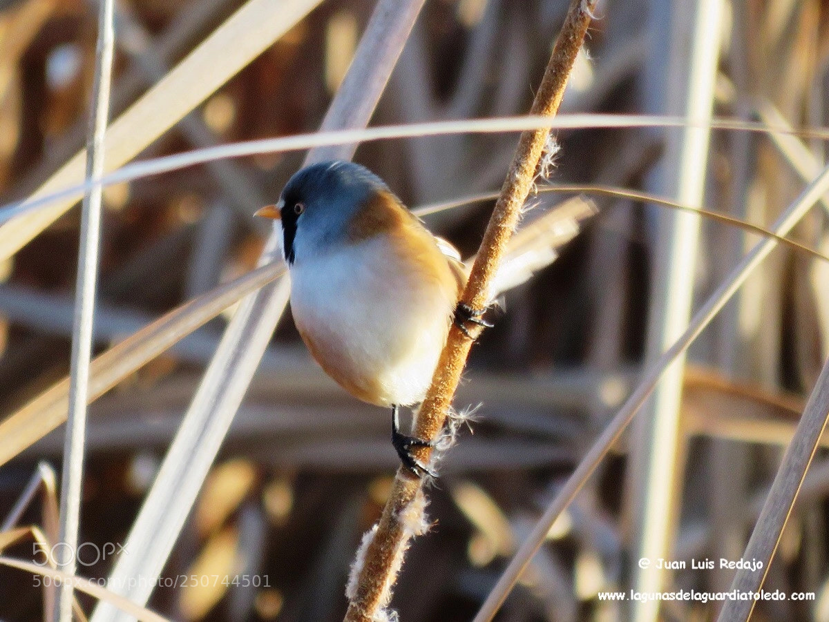 Canon PowerShot SX60 HS sample photo. Panurus biarmicus photography