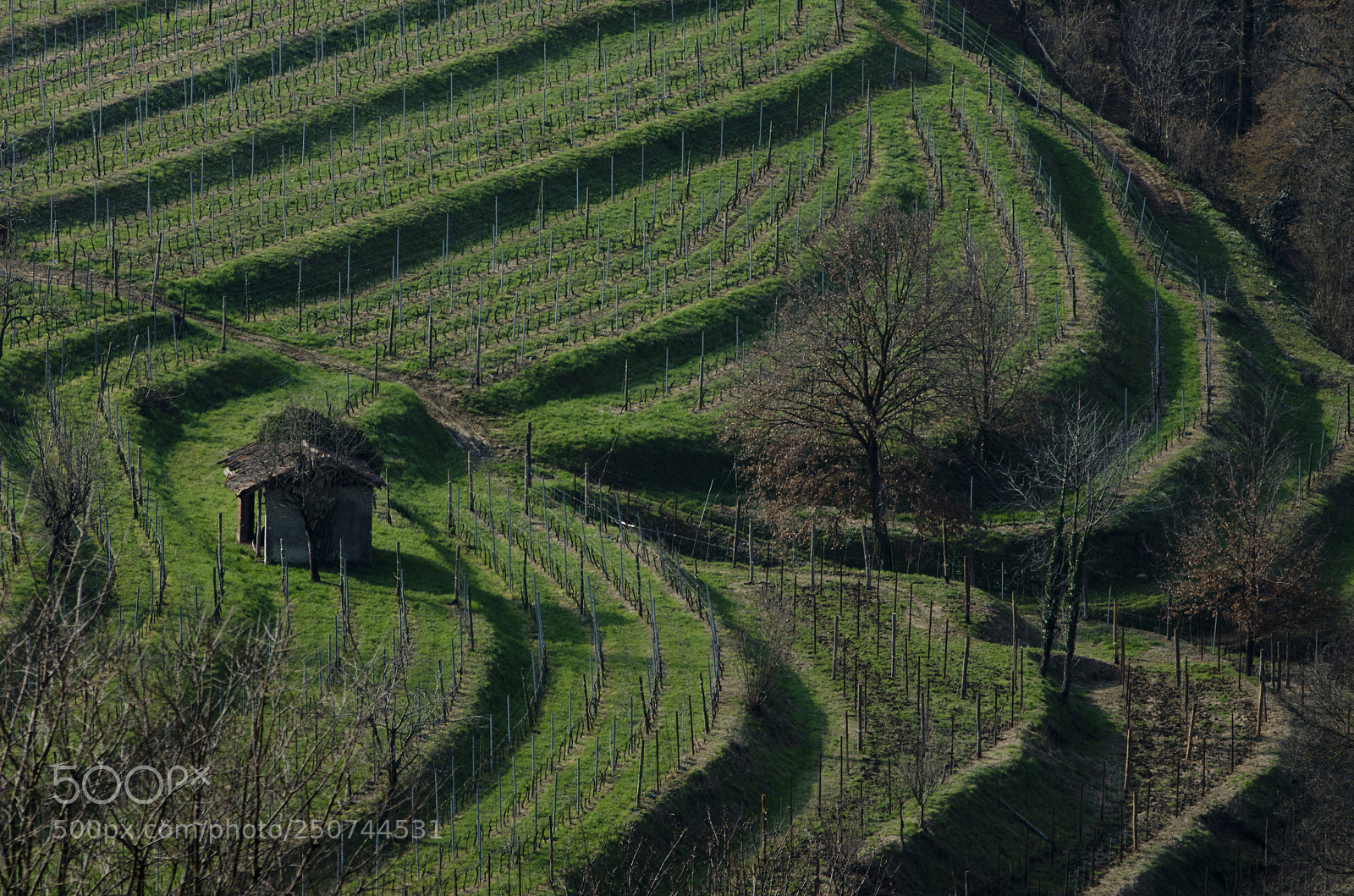 Nikon D7000 sample photo. Small vineyard, italy. photography